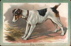 Fox-Terrier Postcard