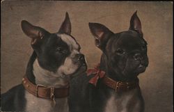 Two French Bulldogs Postcard Postcard Postcard