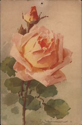 Pink Rose Flowers Postcard Postcard Postcard