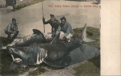 Man Eating Sharks (Caught in Simons Bay) Postcard