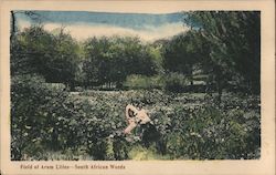 Field of Arum Lillies - South African Weeds Postcard Postcard Postcard