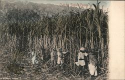 Cutting sugar cane Postcard