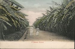 A banana Avenue Postcard