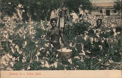 Natives in a Cotton Field Postcard