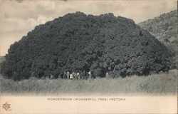 Wonderboom (Wonderful Tree) Pretoria, South Africa Postcard Postcard Postcard