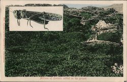 Millions of Locust settles on the ground South Africa Postcard Postcard Postcard