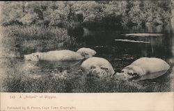 A school of Hippos Postcard