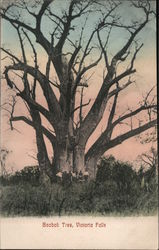 Baobab Tree, Victoria Falls Zimbabwe Africa Postcard Postcard Postcard