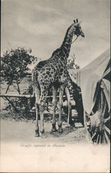 Giraffe Captured in Rhodesia Rhodesia (now Zimbabwe) Africa Postcard Postcard Postcard