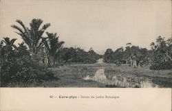 Entree du Jardin Botanique Cure-pipe, Mauritius Africa Postcard Postcard Postcard