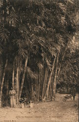 Alice des Bamboos - Station d'essai de Tamatave Toamasina, Madagascar Africa Postcard Postcard Postcard