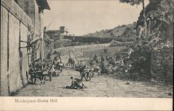 Monkeyson Gutta Hill Postcard