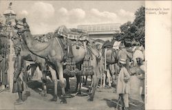 Maharaja's best camel, Jaipur India Postcard Postcard Postcard