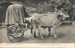 Female Carriage with Oxen Postcard