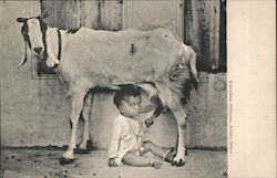 A Child drinking milk from a goat Postcard