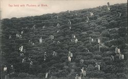 Tea field with pluckers at work Postcard