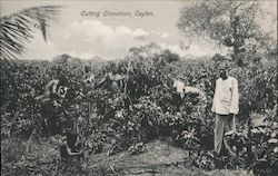 Cutting Cinnamon, Ceylon Postcard