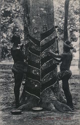 Tapping a rubber tree, Ceylon Sri Lanka Southeast Asia Postcard Postcard Postcard