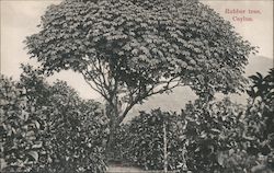 Rubber Tree Postcard