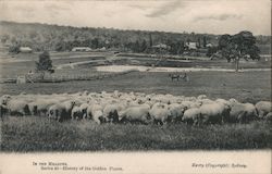 Sheep in the meadows Postcard