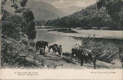 A Halt With the Packs Sydney, Australia Postcard Postcard Postcard