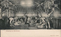 Sheep Shearing by machinery Australia Postcard Postcard Postcard