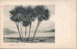 Cabbage Tree, N.Z. New Zealand Postcard Postcard Postcard