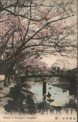 Cherry Blossoms, Nakagawa River Nagasaki, Japan Postcard Postcard Postcard