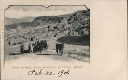 Group of Llamas in the Vicinity La Paz, Bolivia Postcard Postcard Postcard