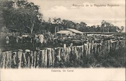 Cattle in Corral Argentina Postcard Postcard Postcard