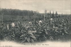 Plantacao de Fumo, Funil - Sao Paulo São Paulo, Brazil Postcard Postcard Postcard