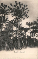 Paraná Araucaria - Brazilian Pine or Candelabra Tree Postcard Postcard Postcard