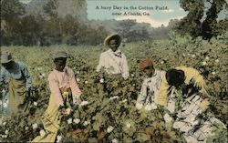 A Busy Day in the Cotton Field, near Atlanta Georgia Postcard Postcard Postcard