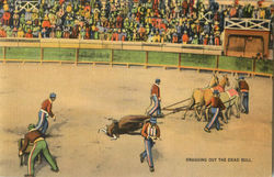 Dragging Out The Dead Bull Mexico Postcard Postcard