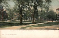 College Yard - Harvard University Postcard