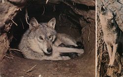 Timber Wolf - Female and Seven Puppies (Grey Wolf) Postcard Postcard Postcard