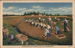 Harvesting Vine Ripened Cape Cod Cranberries Postcard