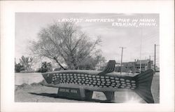 Largest Northern Pike in Minn. Erskine, MN Postcard Postcard Postcard