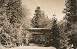 Mt Rainier Park Entrance Mount Rainier, WA Postcard Postcard Postcard