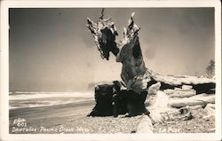 Driftwood on the Pacific Ocean Postcard