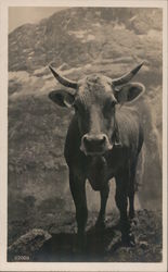 Large Steer with Horns Postcard