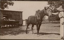 Woman Petting Horse Postcard