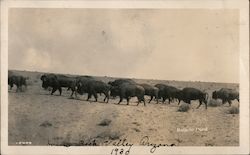 1930 Herd of Buffalo, House Rock Valley Postcard