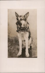 German Shephard With Pipe in Mouth Dogs Postcard Postcard Postcard