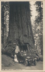 Driving Through the Big Tree, Mariposa Grove Postcard