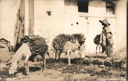 Peasant with two leased donkeys Postcard