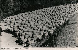 Montana Traffic Jam of Sheep Postcard Postcard Postcard