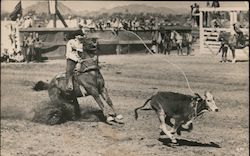 Calf Roping Arizona Postcard Postcard Postcard