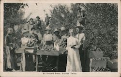 An Orchard Scene - Yakima Valley Washington Postcard Postcard Postcard