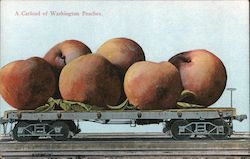 A Carload of Washington Peaches Postcard Postcard Postcard